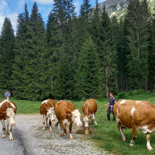 Agrit Dolomiti Extra 5b